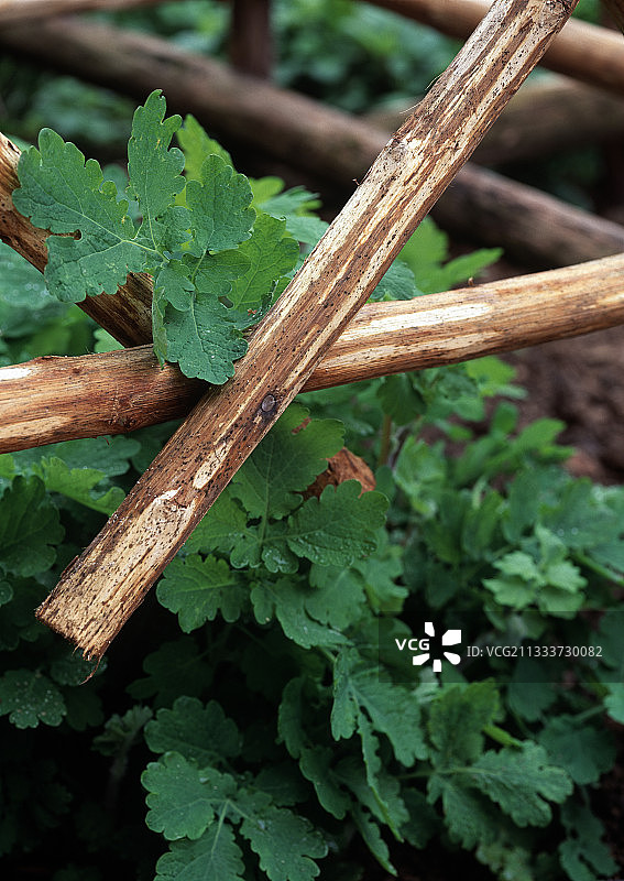 花园里的白屈菜图片素材