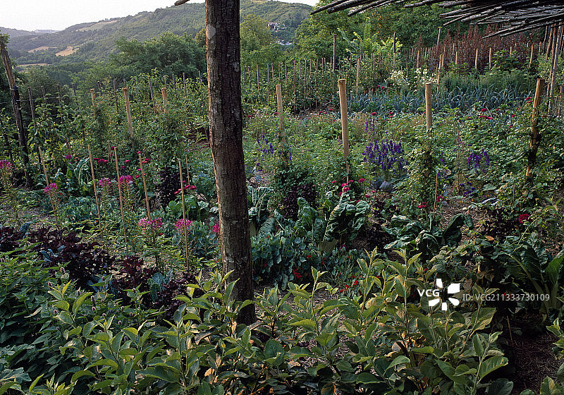 夏季鲜花盛开的厨房花园图片素材