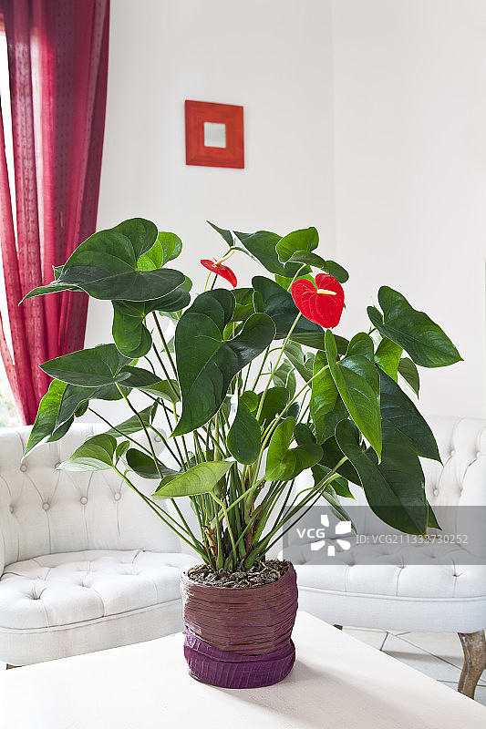 客厅里的红掌花图片素材