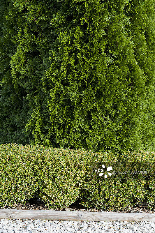 花园里的‘金色胜利’矮 hedge图片素材