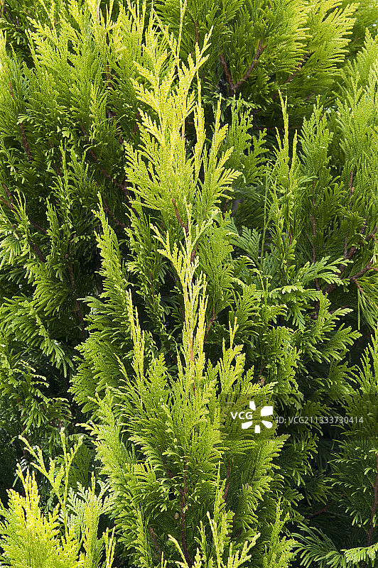 花园中的西部红柏‘Goldy’图片素材