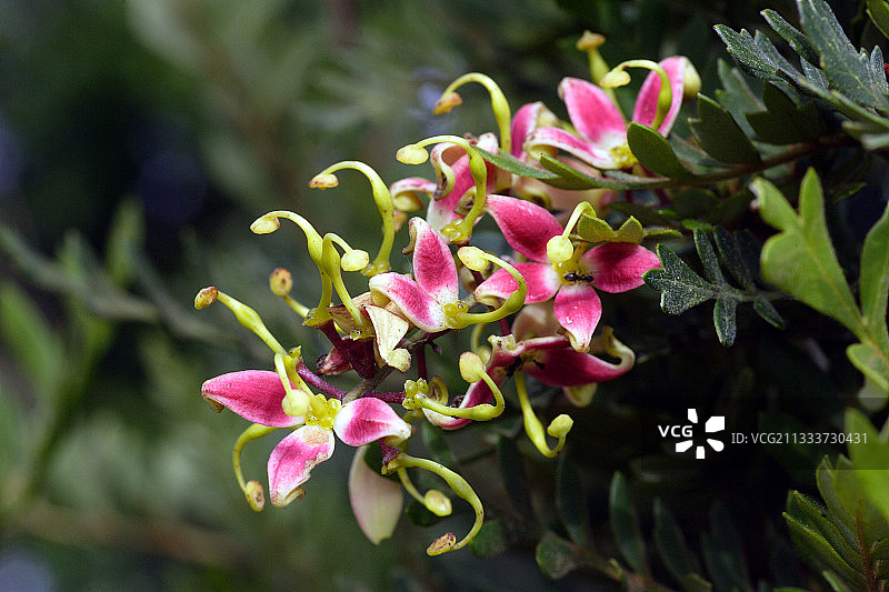 花园里盛开的罗玛蒂图片素材