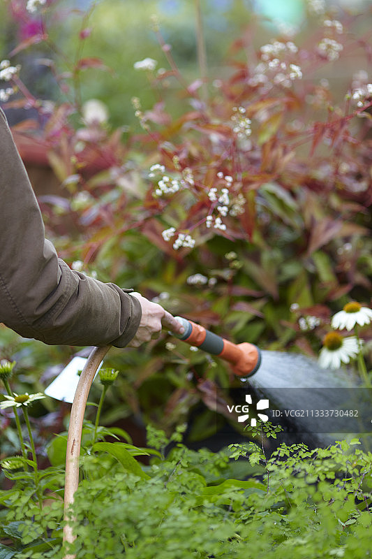 在花园里浇灌唐松草图片素材