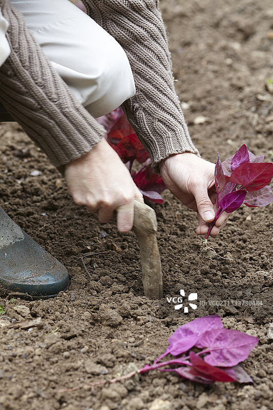 菜园中的滨藜规划图片素材