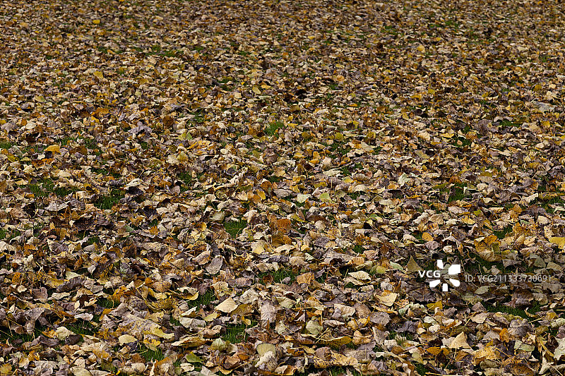 荷兰阿姆斯特丹的草地落叶图片素材