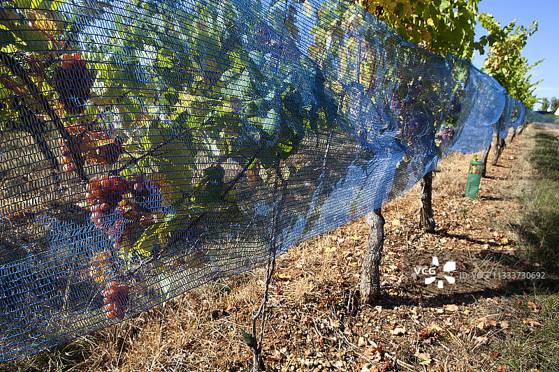 法国阿尔萨斯葡萄园中用于防鸟的网图片素材