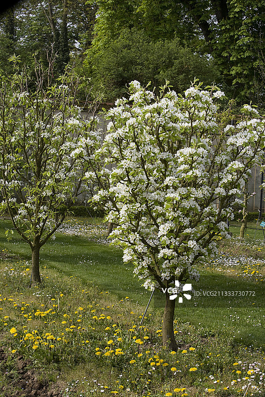 盛开的‘Beurre Capiaumont’梨树图片素材