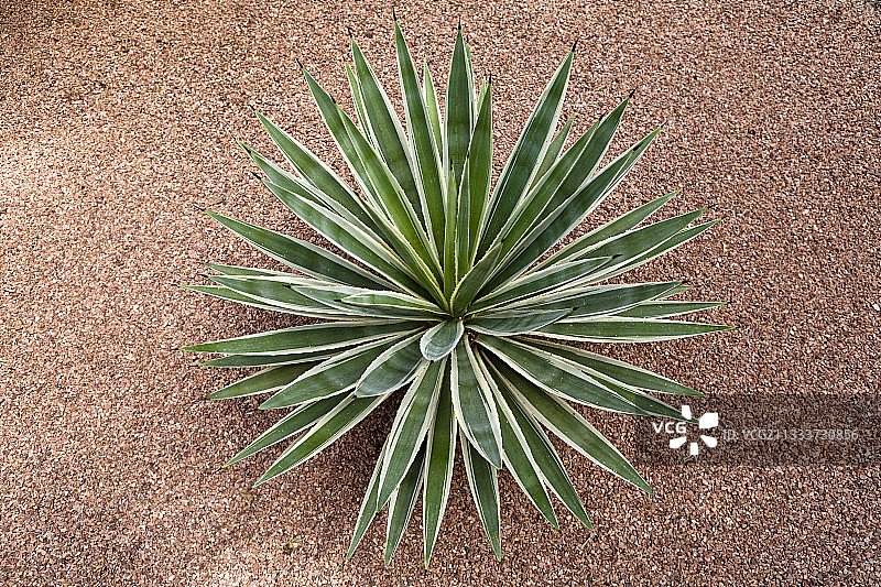 马约雷勒花园摩洛哥的龙舌兰狭叶变种图片素材