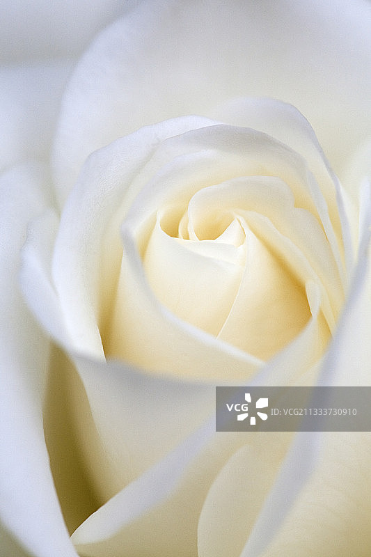 冰山玫瑰图片素材