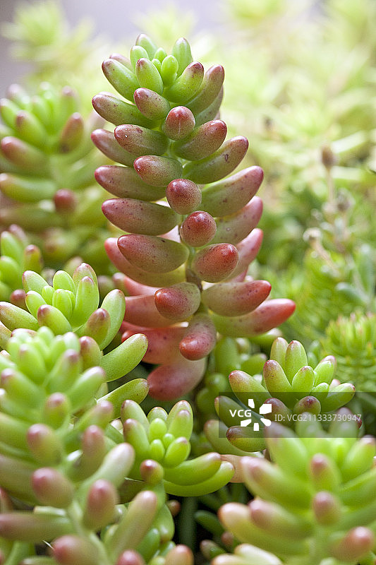 虹之玉图片素材