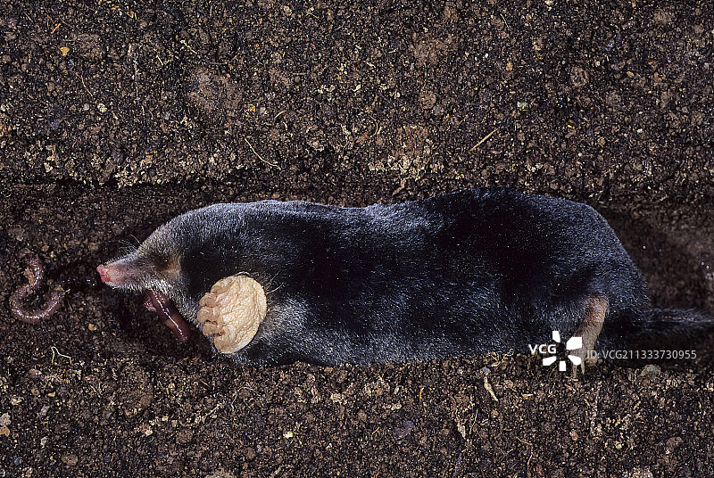 隧道中的欧洲鼹鼠图片素材