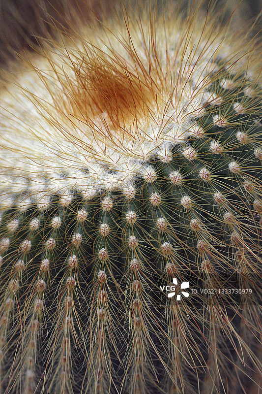 花园中的瘤状仙人球图片素材