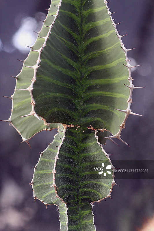 花园里的多肉大戟图片素材
