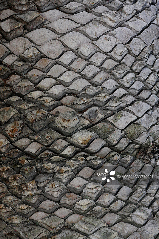 花园中西米棕榈茎的细节图片素材