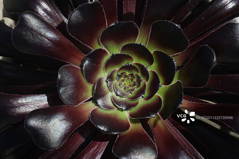 花园里长生草树的玫瑰花环图片素材