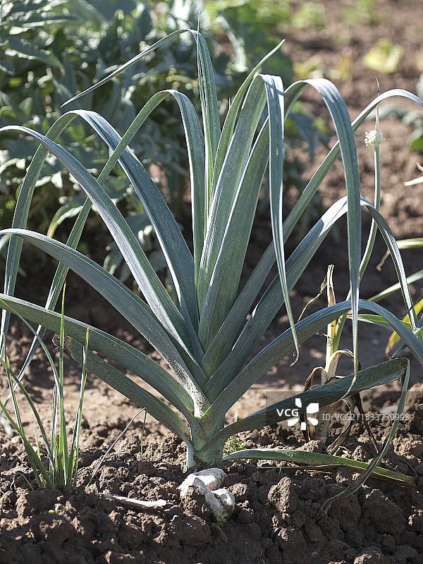 法国菜园中的韭葱图片素材