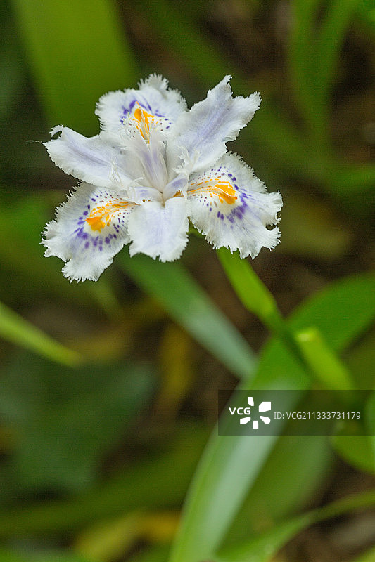 花园中盛开的鸢尾花图片素材