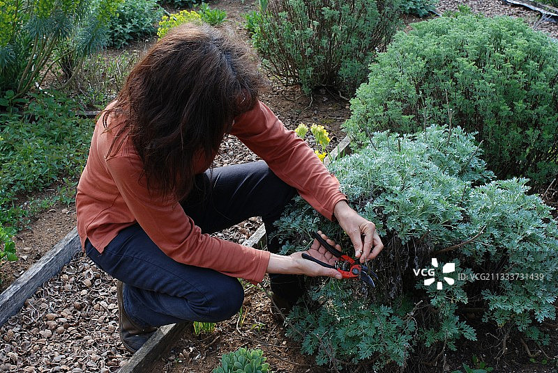 芳香植物园中的园艺图片素材
