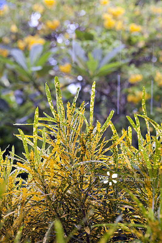 泰国变叶木叶子图片素材