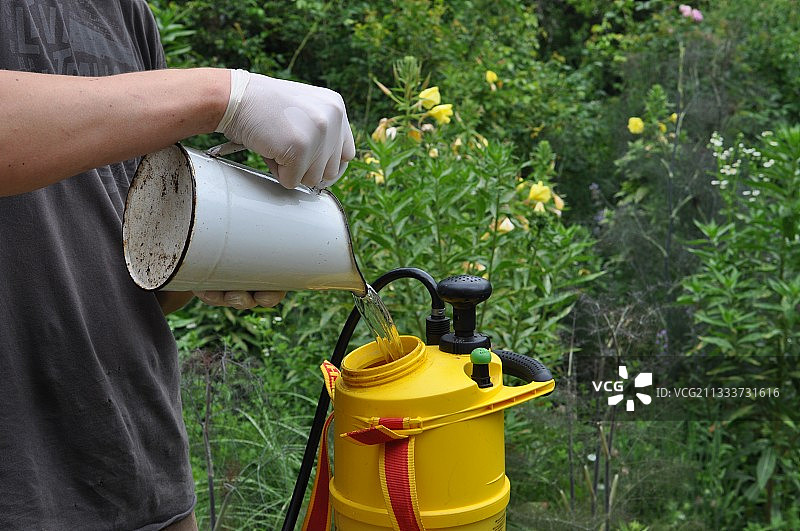 富含氢氧化钾的牛蒡可浸泡，像荨麻一样生产出有利于蔬菜、玫瑰和水果的肥料。稀释5%后喷洒，有助于对抗霜霉病。图片素材