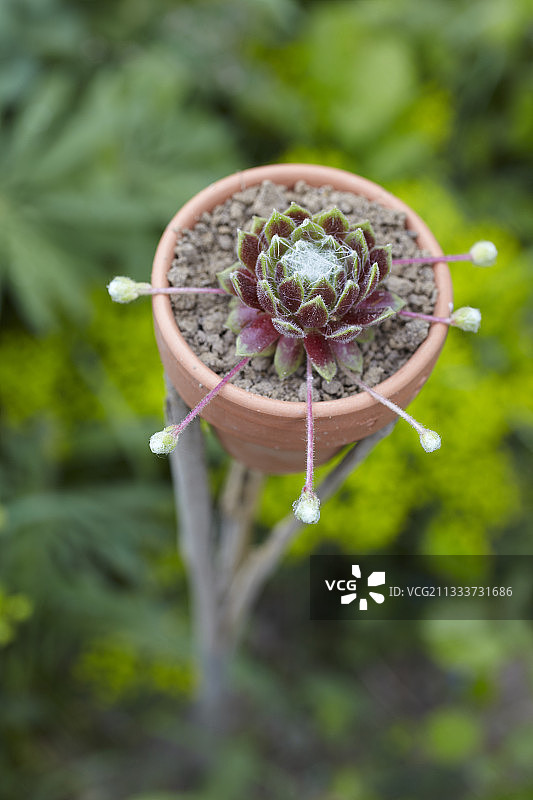 盆栽中的长生草图片素材