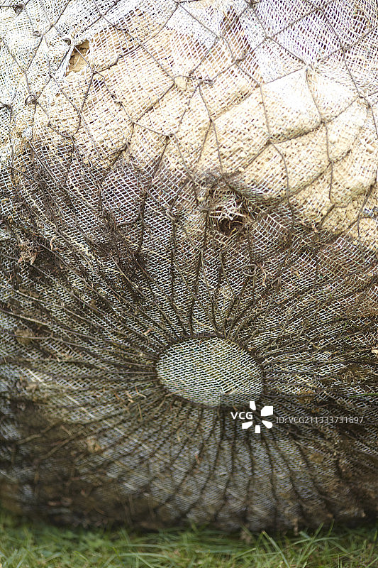 带有网状土块的树木细节图片素材