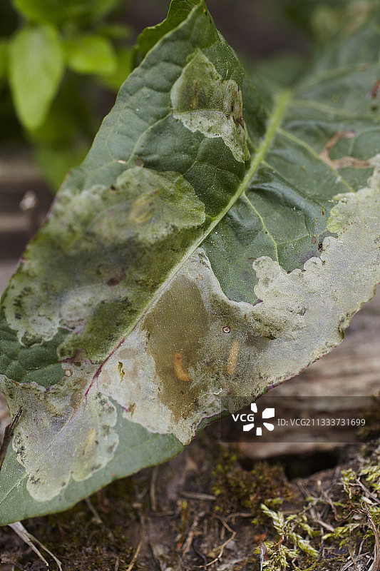 被卷心菜蛆虫损坏的卷心菜叶图片素材