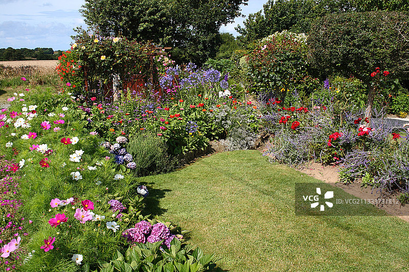 夏季花园中盛开的混合花境图片素材
