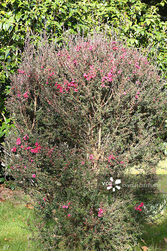 花园里盛开的茶树“冬季欢呼”图片素材