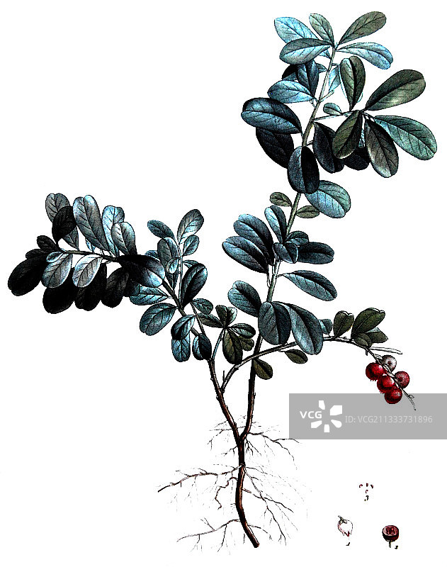 小蔓越莓的古老植物学插图图片素材