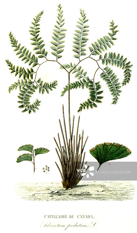 北方铁线蕨的古代植物插图图片素材