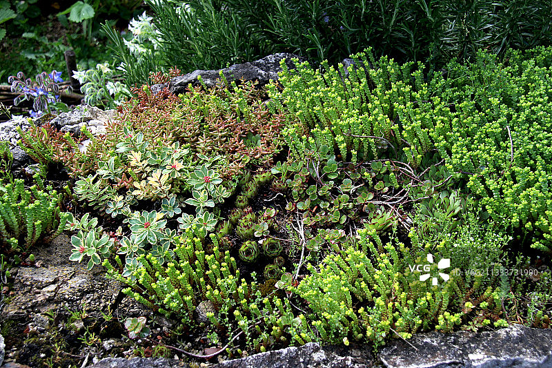 岩石花园中盛开的景天图片素材