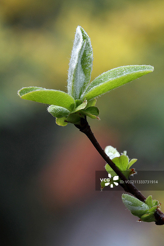 法国花园中榅桲的嫩叶图片素材