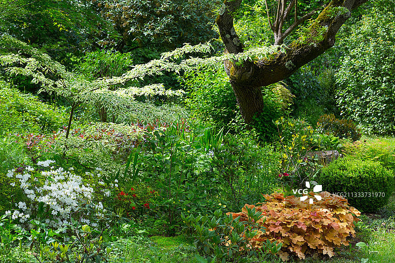 花园里的珊瑚钟图片素材