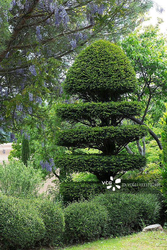 花园里的植物造型图片素材