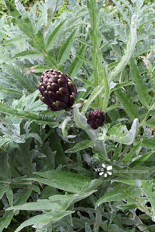 法国春天有机花园里的朝鲜蓟图片素材