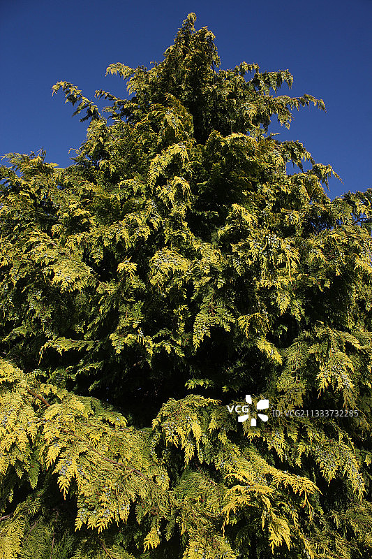 花园里的柏树图片素材