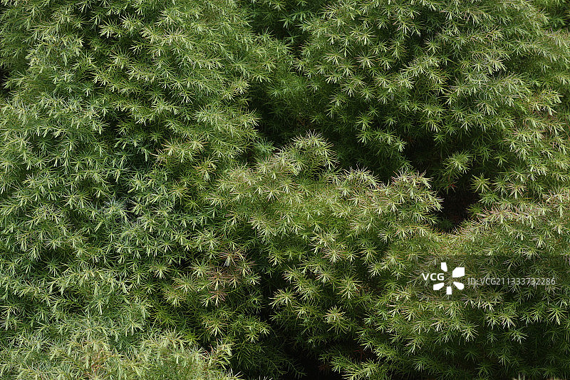 花园里的日本雪松树叶图片素材