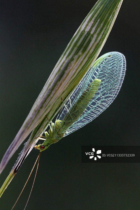 法国有机花园里的绿色草蛉图片素材