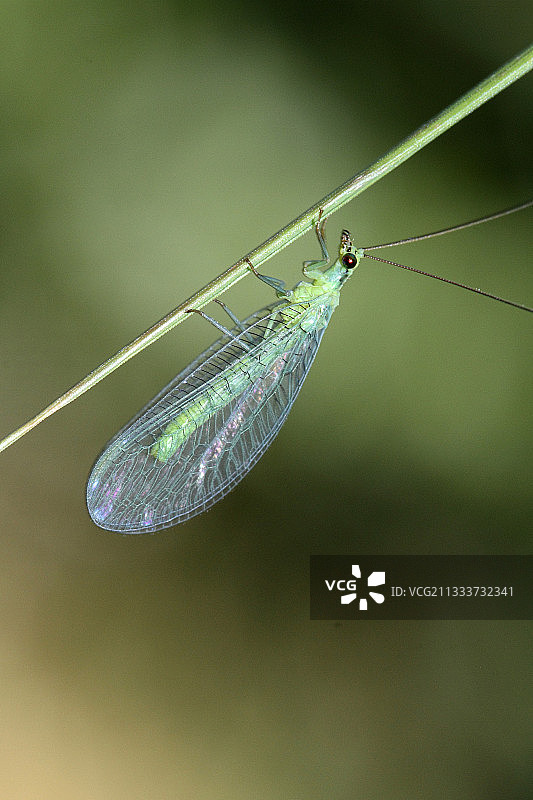 法国有机花园中茎上的绿色草蛉图片素材