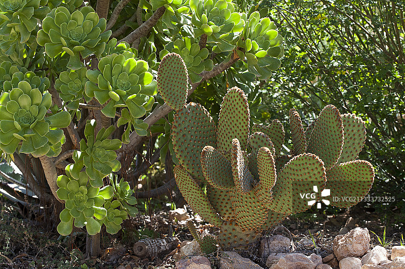园丁： 奥萨特和毛里埃雷斯图片素材