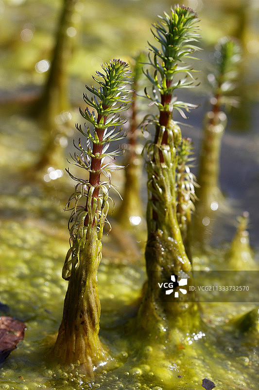 花园池塘中的普通马尾图片素材