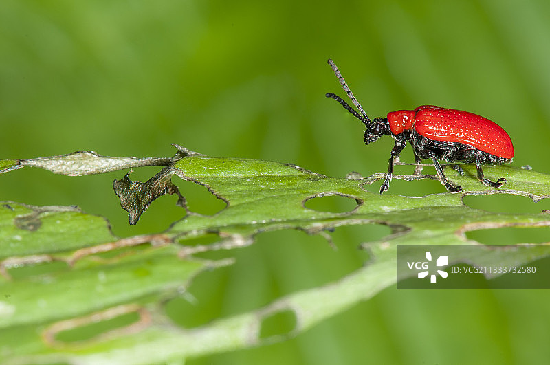 法国，百合叶甲啃食紫色土耳其百合叶子图片素材