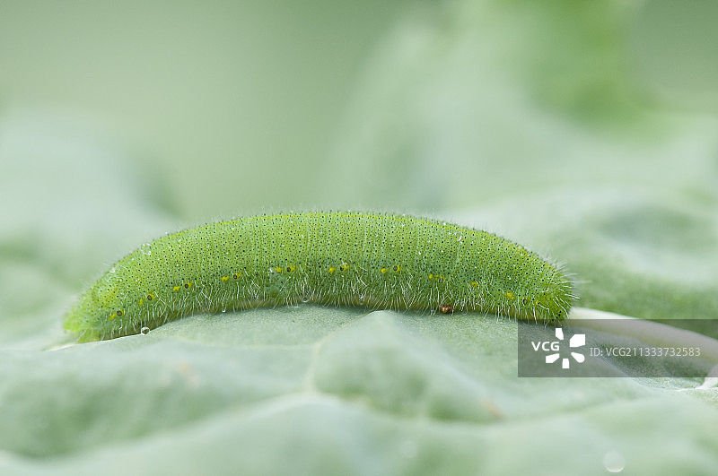 法国花园中萝卜叶上的菜粉蝶图片素材