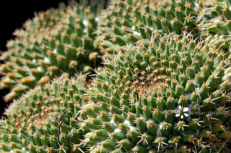 摩纳哥仙人掌 Mammillaria 异国情调花园图片素材