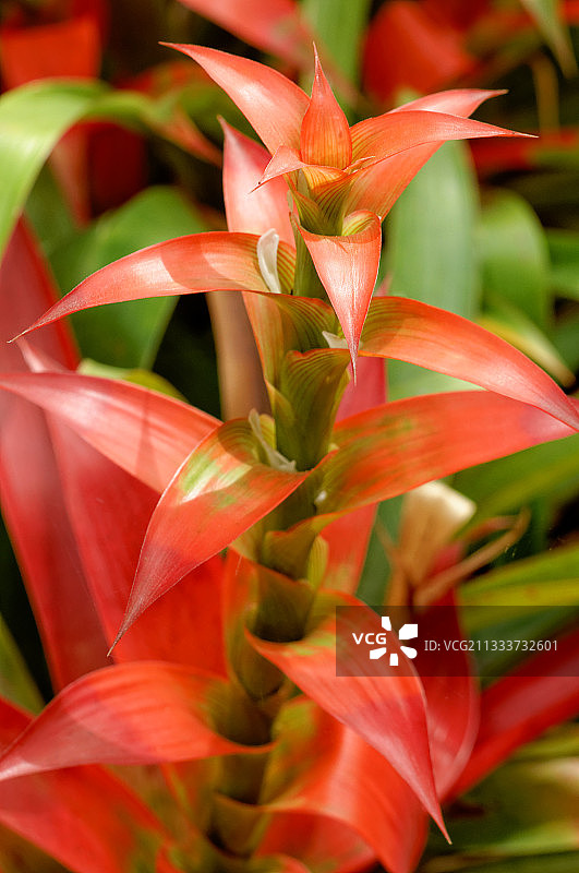 摩纳哥的格兹马尼亚异国花园图片素材