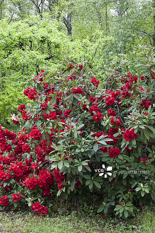 花园里盛开的杜鹃花图片素材