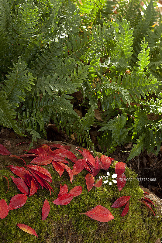花园矮墙苔藓上的黑果腺肋花楸叶图片素材