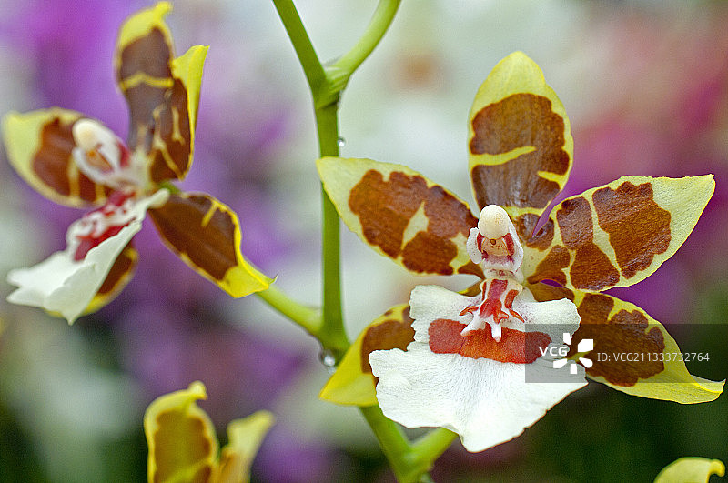 花园中盛开的文心兰图片素材