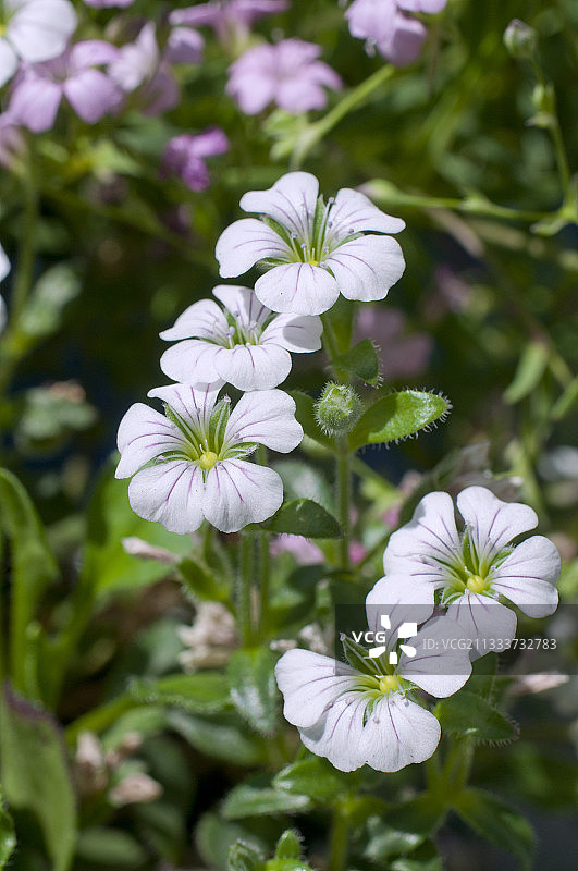 花园里盛开的矮小满天星图片素材